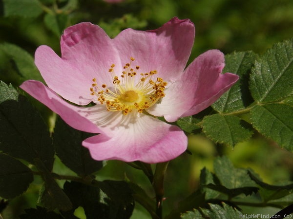 'Apple Rose' rose photo
