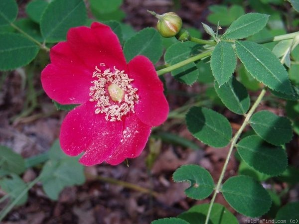 'Geranium (Hybrid Moyesii, 1938)' rose photo