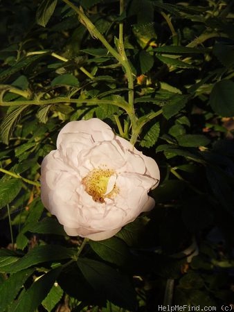 'Schneekoppe (Hybrid Rugosa, Baum, before 1984)' rose photo