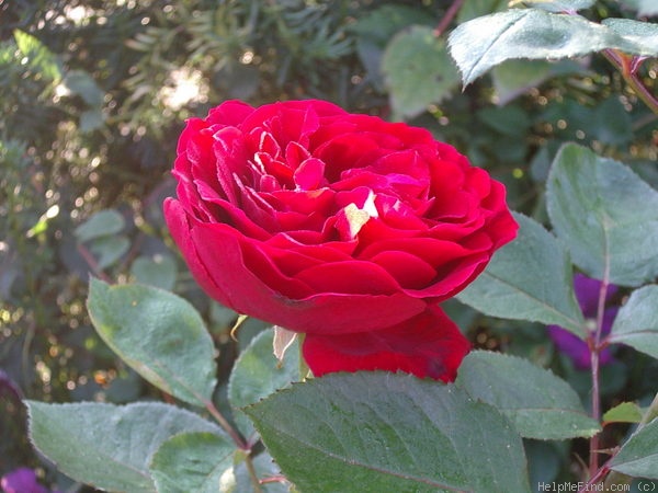 'Nadia Renaissance' rose photo