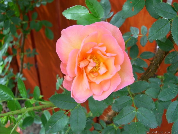 'J 5' rose photo