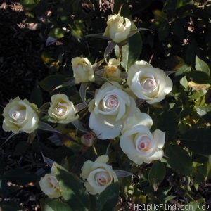 'Marie Jeannette' rose photo