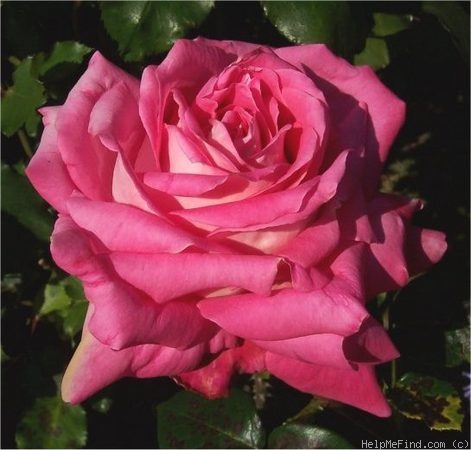 'Acapella ® (hybrid tea, Evers/Tantau, 1994)' rose photo