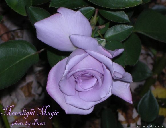 'Moonlight Magic' rose photo