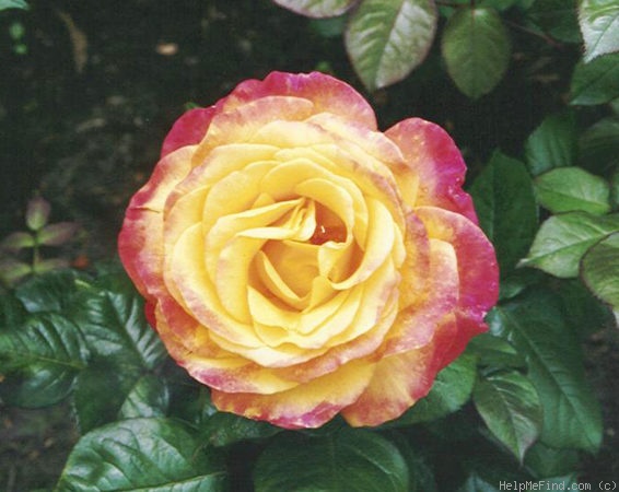 'Funkuhr ® (hybrid tea, Kordes, 1984)' rose photo