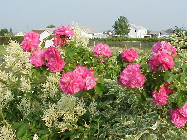 'Les roses de Réjean'  photo