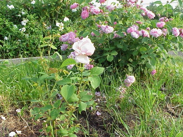 'Les roses de Réjean'  photo