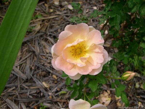 'Prairie Peace' rose, click to enlarge 'Prairie Peace' rose photo