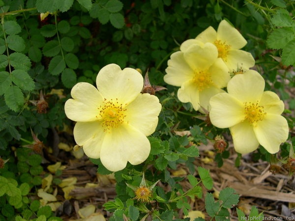 'Yellow Altai' rose photo