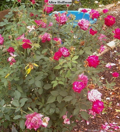 'Alice Hoffman' rose photo