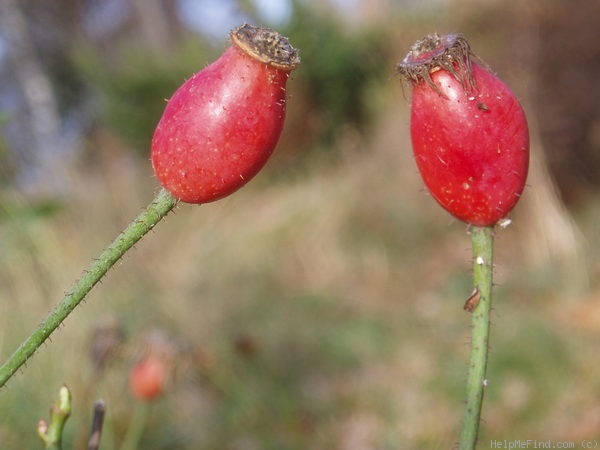 'Suaveolens (alba, unknown, before 1750)' rose photo