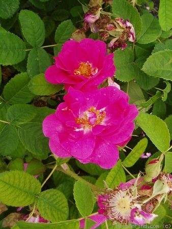 'The Portland Rose' rose photo