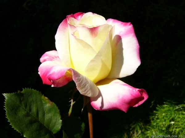 'Double Delight ®' rose photo