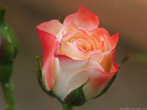 'Academy ®' rose photo