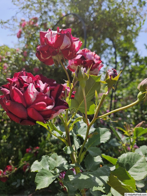 'New Imagine' rose photo