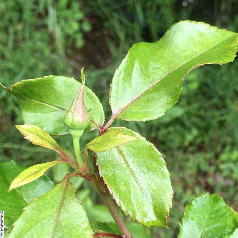 'New Imagine' rose, click to enlarge 'New Imagine' rose photo