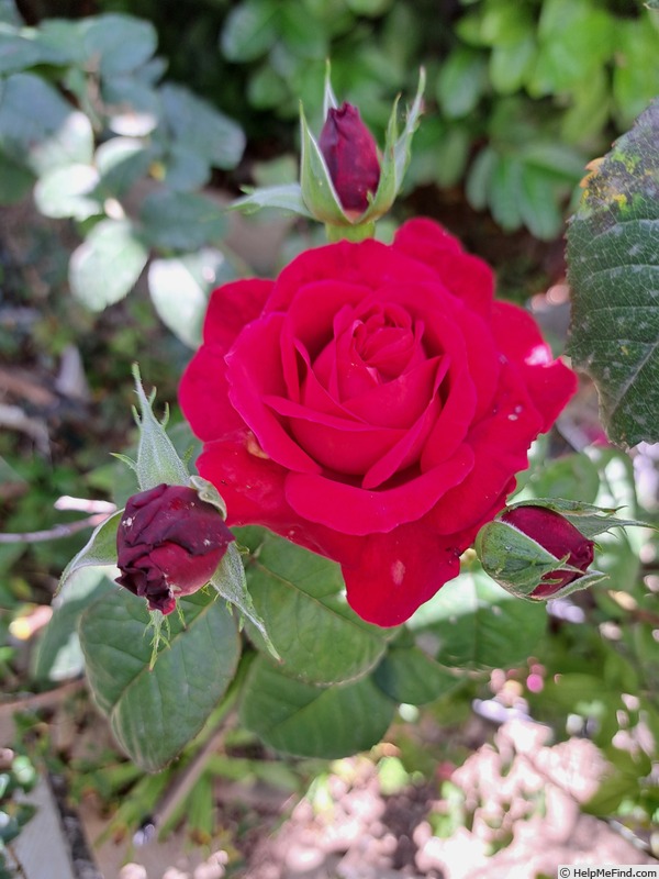 'You and Me ®' rose photo