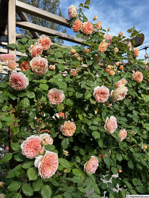 'Crown Princess Margareta ®' rose photo