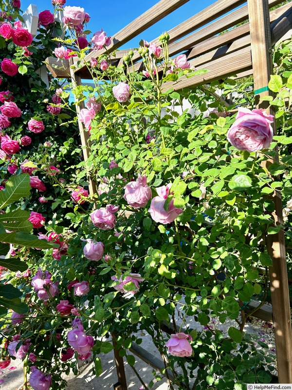 'Spirit of Freedom' rose photo