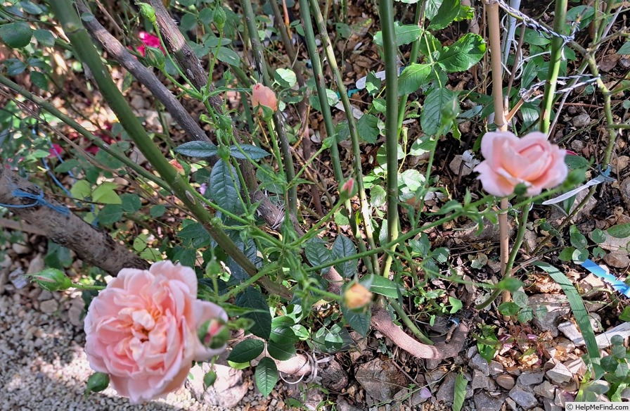 'Colette (climber, Meilland 1994)' rose photo