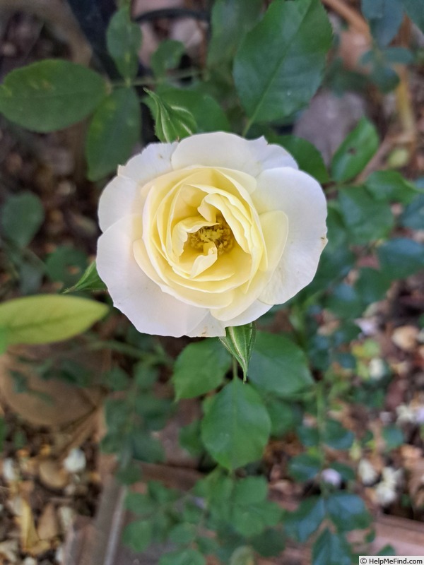 'Zelda ®' rose photo