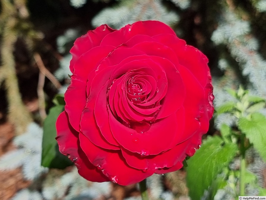 'Dame de Coeur' rose photo