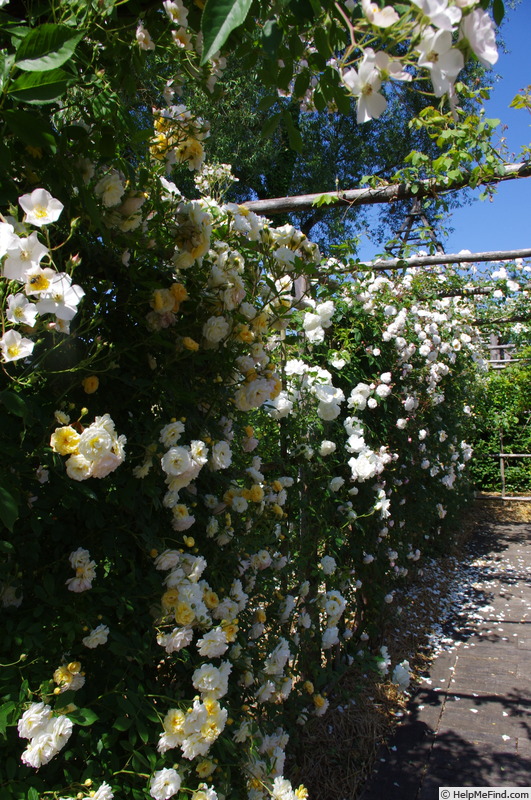 'Leverkusen' rose, click to enlarge 'Leverkusen' rose photo