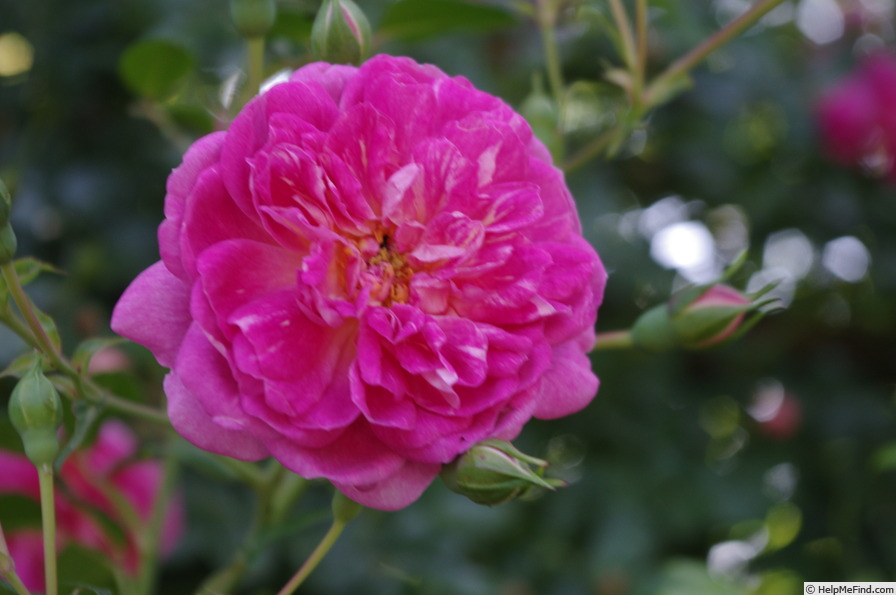 'Alexandre Girault' rose, click to enlarge 'Alexandre Girault' rose photo