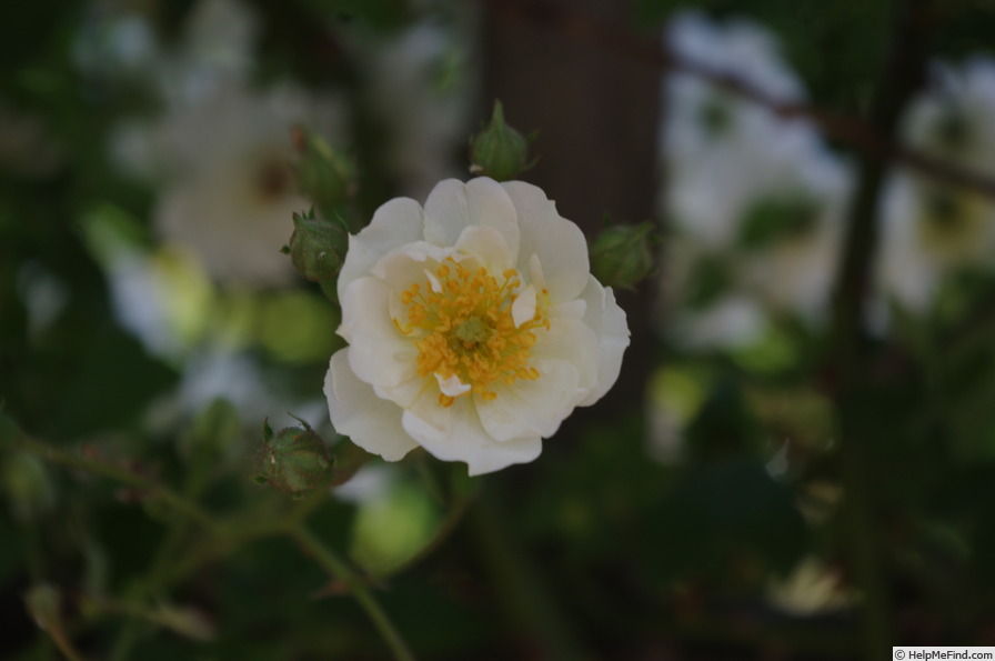 'Seagull' rose, click to enlarge 'Seagull' rose photo