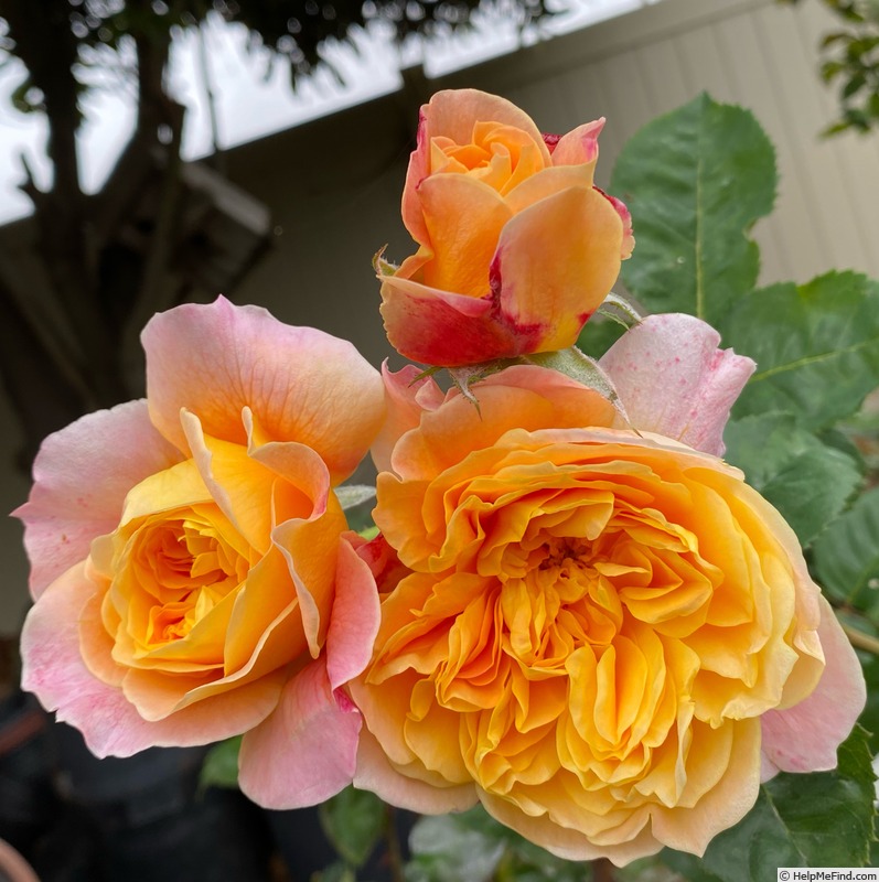 'The Impressionist ™ (shrub, Clements 2000)' rose photo