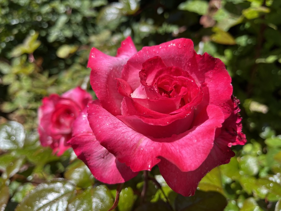 'Julia ® (hybrid tea, Adam 2001)' rose photo