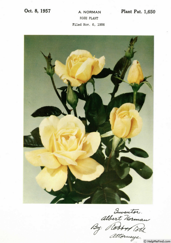 'Isobel Harkness' rose, click to enlarge 'Isobel Harkness' rose photo