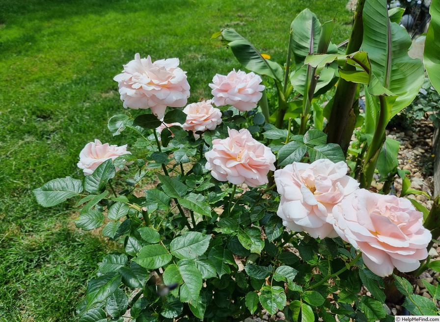 'Aphrodite ® (shrub, Evers/Tantau, 2000/06)' rose, click to enlarge 'Aphrodite ® (shrub, Evers/Tantau, 2000/06)' rose photo