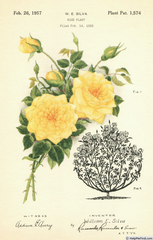 'Lionel Barrymore' rose, click to enlarge 'Lionel Barrymore' rose photo