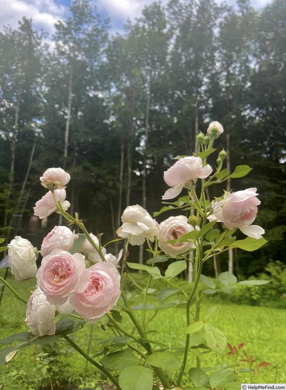 'Earth Angel' rose photo