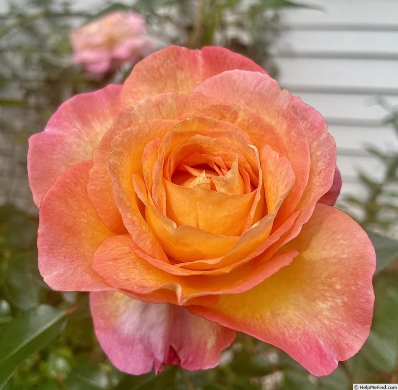 'Roberto Alagna ®' rose photo