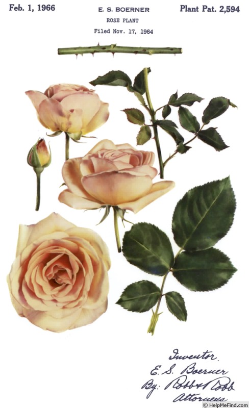 'Apricot Nectar' rose photo