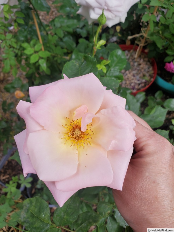 'Pink Parfait' rose, click to enlarge 'Pink Parfait' rose photo