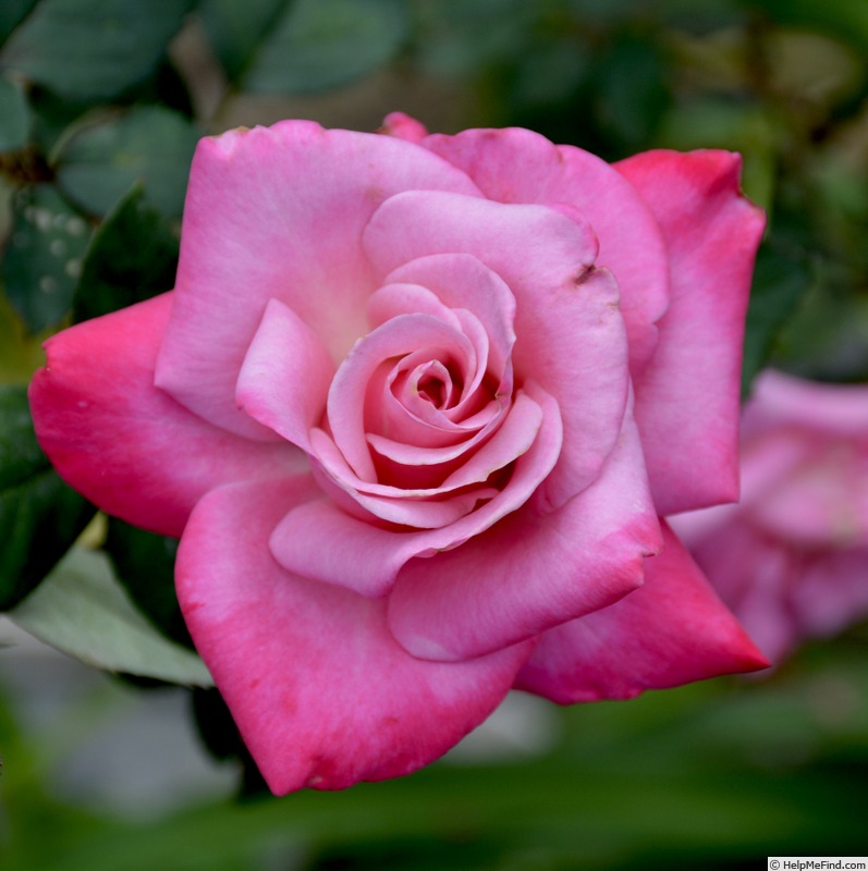 'Liz's Charm' rose photo