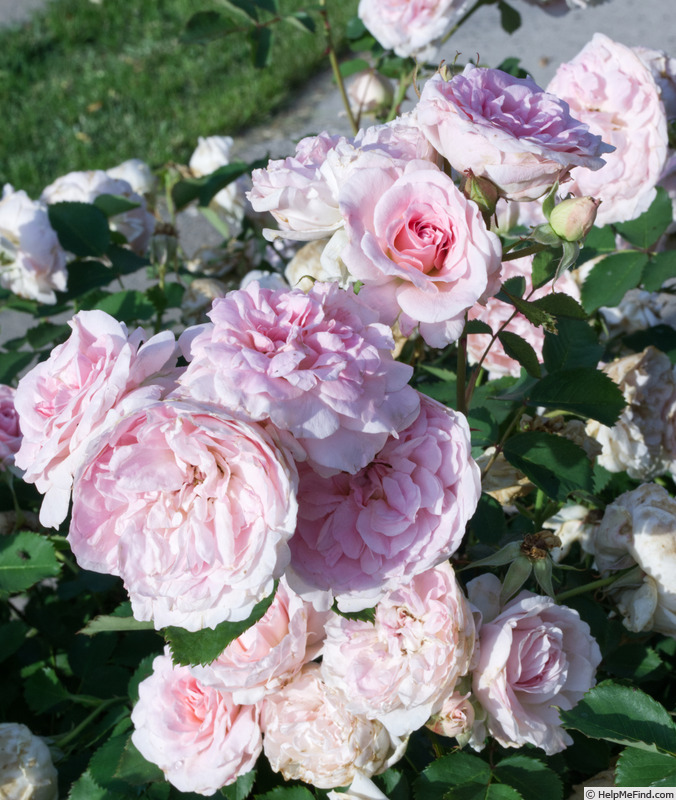 'Morden Blush' rose, click to enlarge 'Morden Blush' rose photo