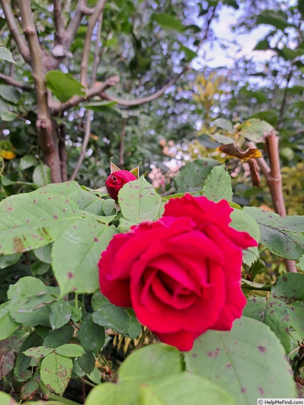 'George Dickson' rose photo