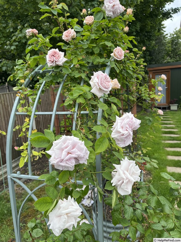 'Ash Wednesday' rose photo