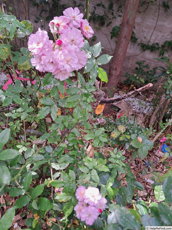 'Petite Coquine de Chédigny' rose, click to enlarge 'Petite Coquine de Chédigny' rose photo