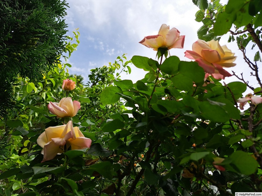 'Laetitia Casta ®' rose photo