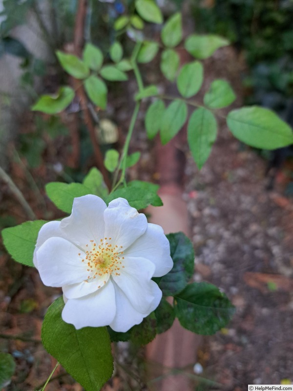 'Moonlight (hybrid musk, Pemberton 1913)' rose photo