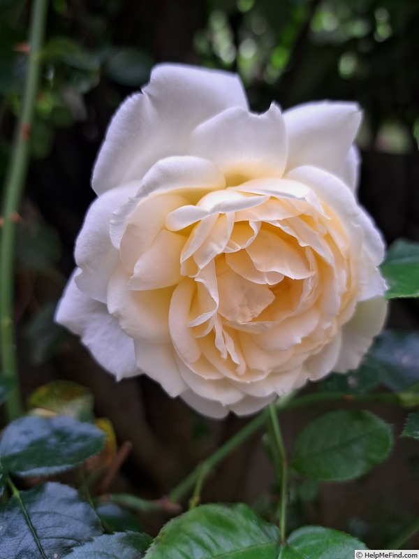 'Covent Garden (floribunda, Harkness 1999)' rose photo