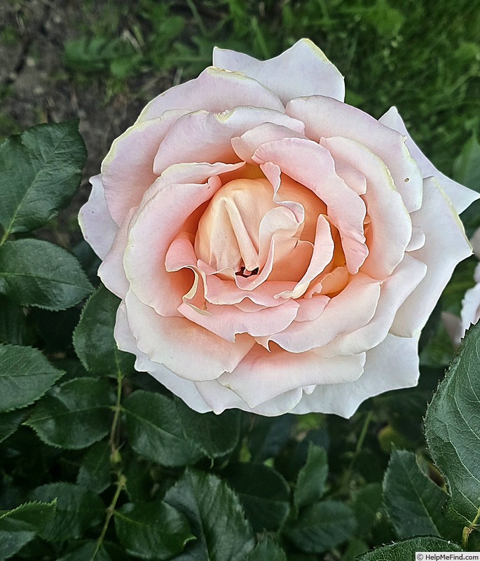 'Alpine Sunset ®' rose photo