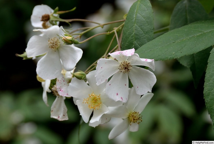 'La Mortola' rose, click to enlarge 'La Mortola' rose photo