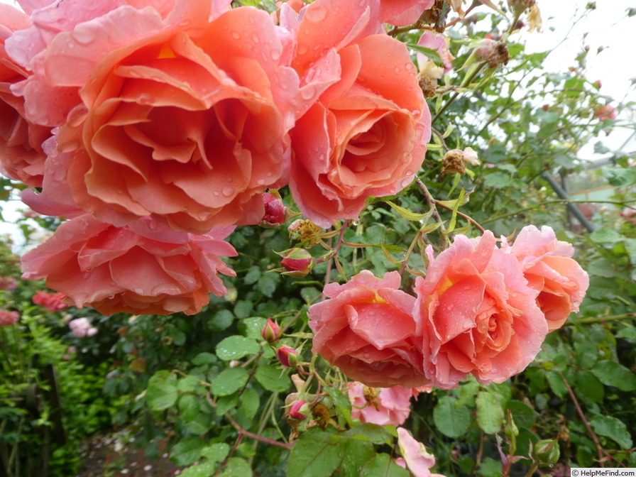 'Alibaba ®' rose, click to enlarge 'Alibaba ®' rose photo