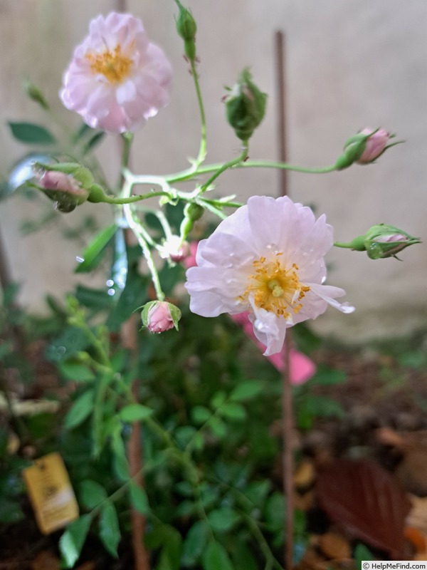 'Pink Ghislaine de Féligonde ®' rose photo
